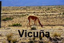 Vicuña en llibertat